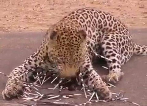 ശരീരത്തില്‍ തറച്ച മുള്ളുകള്‍ പുള്ളിപ്പുലി എടുത്തുകളയാന്‍ ശ്രമിക്കുന്നു