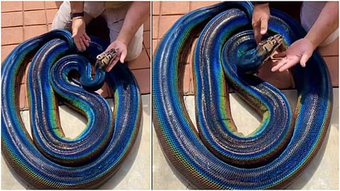 മഴവില്‍ പെരുമ്പാമ്പ്‌