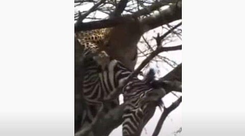 സീബ്രയെ കടിച്ചുപിടിച്ച് മരത്തിലേക്ക് വലിഞ്ഞുകയറുന്ന പുള്ളിപ്പുലി