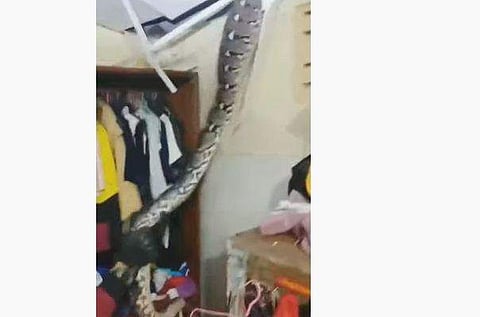 മേല്‍ക്കൂരയില്‍ ഒളിച്ചിരുന്ന കൂറ്റന്‍ പാമ്പിനെ പിടികൂടുന്നു