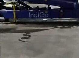 കൊല്‍ക്കത്ത വിമാനത്താവളത്തില്‍ വിമാനത്തിനകത്ത് കണ്ടെത്തിയ പാമ്പ്