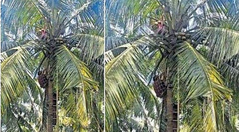 തെങ്ങിന് മുകളില്‍ കുടുങ്ങിയ പ്രേജിത്തിനെ അഗ്നിശമനസേന രക്ഷപ്പെടുത്തുന്നു / ടെലിവിഷന്‍ ചിത്രം