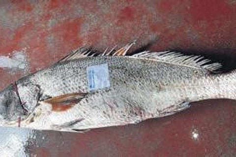 ഫയല്‍ ചിത്രം