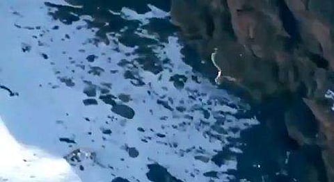 ഇരയ്‌ക്കൊപ്പം പര്‍വതത്തിന്റെ മുകളില്‍ നിന്ന് താഴേക്ക് വീഴുന്ന ഹിമപ്പുലി