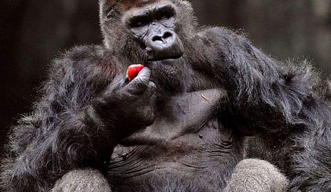 ഫോട്ടോ: ട്വിറ്റർ