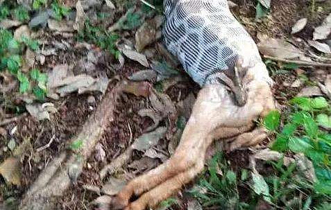 ചീമേനിയില്‍ പെരുമ്പാമ്പ് ആടിനെ വിഴുങ്ങിയ നിലയില്‍