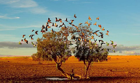 ഓസ്ട്രേലിയയിലെ സ്ട്രെസ്ലെക്കി മരുഭൂമിയിൽ നിന്നുള്ള ദൃശ്യം. ഈ വൻകരയിലെ ഏറ്റവും വലിയ ഏഴാമത്തെ മരുഭൂമിയാണ് ഇത്