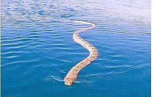 തുഴ ലക്ഷ്യമാക്കി വരുന്ന കടല്‍പ്പാമ്പ്