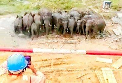 പാലക്കാട് ഐഐടി ക്യാംപസില്‍ കയറിയ ആനക്കൂട്ടം