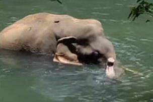 ആറളം ഫാമില്‍ ഗുരുതര പരിക്കുകളോടെ കണ്ടെത്തിയ കൊമ്പനാന, ടെലിവിഷന്‍ ചിത്രം