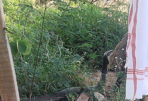 രാജവെമ്പാല, ട്വിറ്റര്‍ ചിത്രം