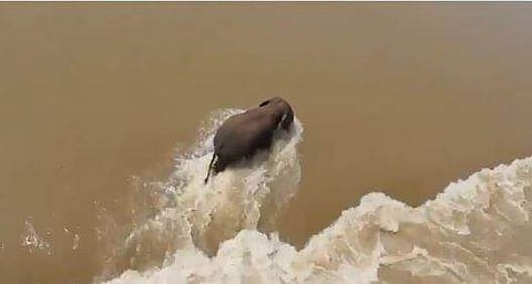 കുത്തൊഴുക്കില്‍ ഒലിച്ചുപോയ കൊമ്പനാന, ട്വിറ്റര്‍