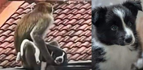 വീഡിയോ ദൃശ്യം