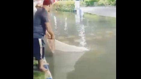 കൊല്‍ക്കത്ത നഗരത്തിലെ വെള്ളക്കെട്ടിലേക്ക് ഒഴുകിയെത്തിയ മീനുകളെ വലയിട്ട് പിടിക്കുന്നു