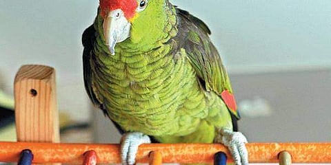 പ്രതീകാത്മക ചിത്രം/ ഫയൽ