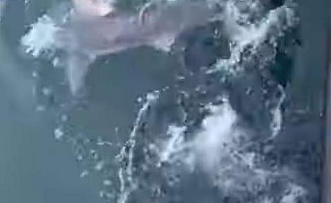 ചൂണ്ടയില്‍ കുടുങ്ങിയതിനെ തുടര്‍ന്ന് രക്ഷപ്പെടാന്‍ ശ്രമിക്കുന്ന സ്രാവ്