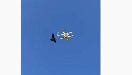 ഡ്രോണിനെ പക്ഷി ആക്രമിക്കുന്ന ദൃശ്യം