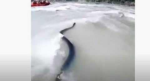 ഗംഗയില്‍ തുഴച്ചിലുകാരനെ ലക്ഷ്യമാക്കി വരുന്ന കൂറ്റന്‍ പാമ്പ്