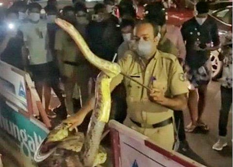 കൊച്ചി മെട്രോ സ്റ്റേഷന് സമീപത്തുനിന്ന് പിടികൂടിയ പെരുമ്പാമ്പ്‌