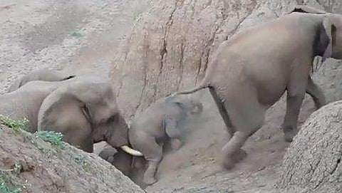 കുട്ടിയാനയെ തള്ളി മുകളിലേക്ക് കയറ്റാന്‍ ശ്രമിക്കുന്ന കൊമ്പന്‍