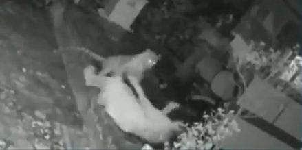 വയോധികയെ പുള്ളിപ്പുലി ആക്രമിക്കുന്ന ദൃശ്യം