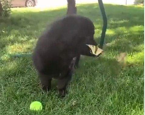 വൈറലായ വീഡിയോ ദൃശ്യം