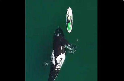 ചെറിയ ബോട്ടിന്റെ അടിയിലൂടെ കടന്നുപോകുന്ന കൂറ്റന്‍ തിമിംഗലം