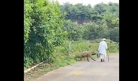 വയോധികനെ കഴുതപ്പുലി ആക്രമിക്കുന്ന ദൃശ്യം