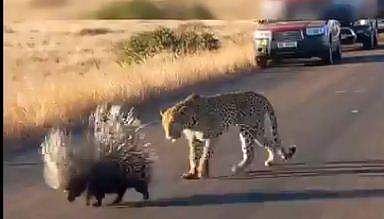 മുള്ളന്‍ പന്നി- പുള്ളിപ്പുലി പോരാട്ടം