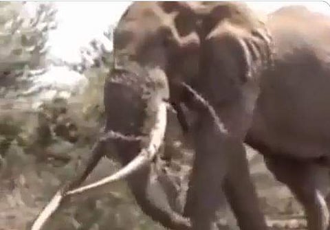 ടാന്‍സാനിയയില്‍ കണ്ടെത്തിയ ലോകത്തെ ഏറ്റവും വലിപ്പമേറിയതെന്ന് കരുതുന്ന ആന