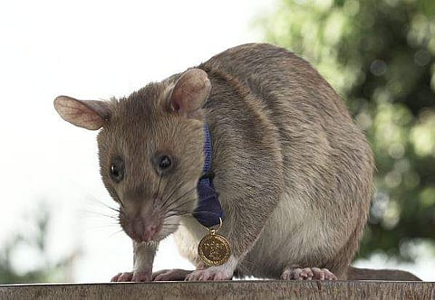 മഗാവ / ഫോട്ടോ: ട്വിറ്റർ