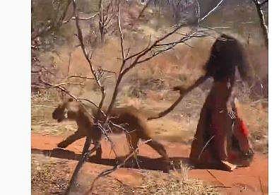 സിംഹത്തിന്റെ വാലില്‍ പിടിച്ച് നടക്കുന്ന യുവതി