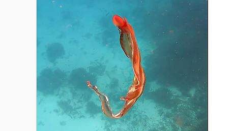 'നൃത്തം' ചെയ്യുന്ന നീരാളി