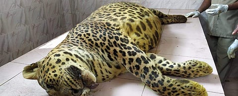 തൃശൂര്‍ മൃഗശാലയില്‍ ചത്ത പുള്ളിപ്പുലി