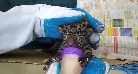 വീഡിയോ സ്‌ക്രീന്‍ഷോട്ട്‌