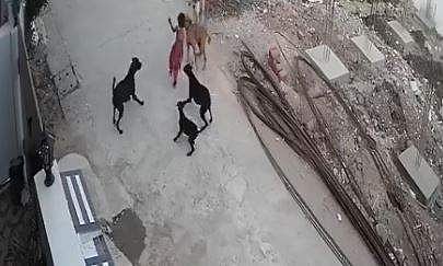 നാലുവയസുകാരിയെ തെരുവുനായ്ക്കള്‍ ആക്രമിക്കുന്ന ദൃശ്യം