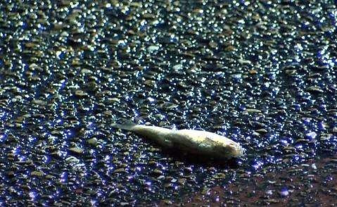 ടെക്‌സസില്‍ മഴയ്‌ക്കൊപ്പം മത്സ്യങ്ങള്‍ പെയ്തിറങ്ങിയപ്പോള്‍