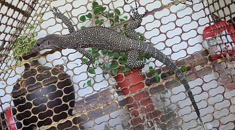 പരിയാരത്തു കണ്ടെത്തിയ പൊന്നുടുമ്പ്‌