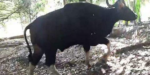 ജനവാസകേന്ദ്രത്തില്‍ പരിഭ്രാന്തി പരത്തി വിലസിയ കാട്ടുപോത്തിന്റെ ദൃശ്യം