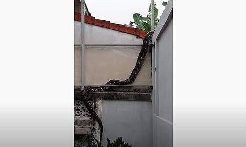 ഭിത്തിയിലൂടെ ഇഴഞ്ഞുകയറുന്ന പാമ്പിന്റെ ദൃശ്യം