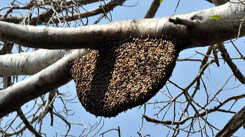 ഫയല്‍ ചിത്രം