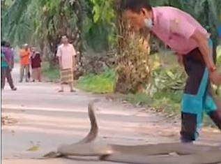 കൊത്താന്‍ ചീറിയടുക്കുന്ന രാജവെമ്പാലയുടെ ദൃശ്യം