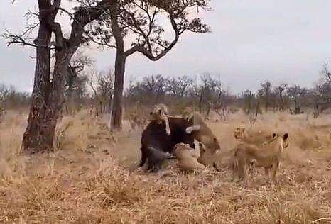 വീഡിയോ ദൃശ്യം