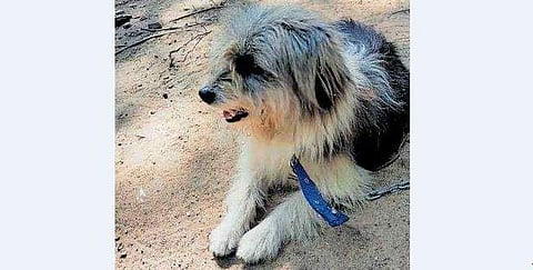 വീട്ടിലെത്തിയ നായ്ക്കുട്ടി