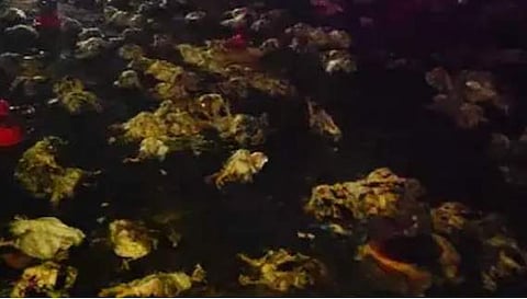 വീഡിയോ ദൃശ്യം