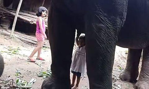 അമ്മയാനയുടെ മുല കുടിക്കാന്‍ ശ്രമിക്കുന്ന മൂന്ന് വയസുകാരിയുടെ ദൃശ്യം