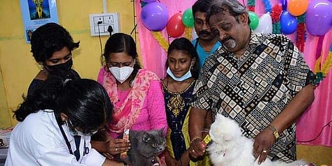 ഗർഭിണിപ്പൂച്ചകളുടെ വളകാപ്പ് ചടങ്ങ്/ ഫോട്ടോ: എക്സ്പ്രസ്