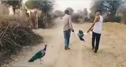 ജീവനറ്റ പങ്കാളിയെ വേദനയോടെ പിന്തുടരുന്ന പെണ്‍മയില്‍