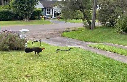 പെരുമ്പാമ്പിനെ വിടാതെ പിന്തുടര്‍ന്ന് കൊത്തിയോടിച്ച് ടര്‍ക്കി