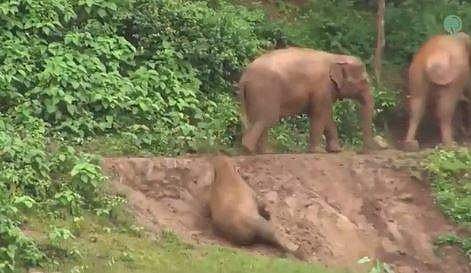 കാല്‍വഴുതി കുട്ടിയാന താഴേക്ക് വീഴുന്നു